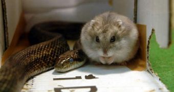The hamster and the snake acting like they are not life-log enemies