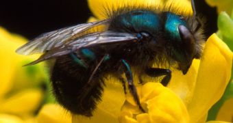 Scientists now face the challenge of finding out what causes worldwide bee decline