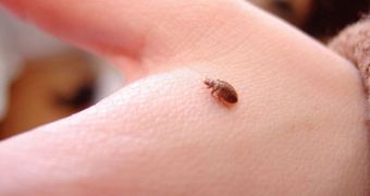 Orkin releases new list for the worst bed bug-infested cities in the US