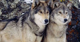 Gray wolves are no longer listed as an endangered species in Wyoming