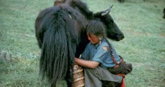 Milking the yak in Tibet