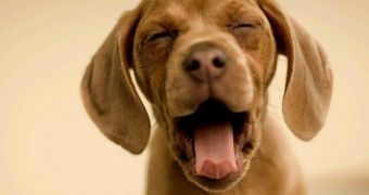 Researchers believe yawning helps cool the brain
