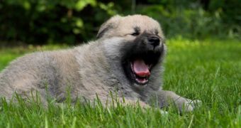 Scientists find dogs often yawn when they see their owner doing the same