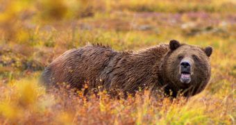 Grizzly bears hurt four people at Yellowstone