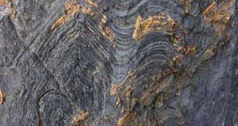 Fossilized stromatolite in Glacier National Park. The cross-sectioning of the layers can be seen because of erosion