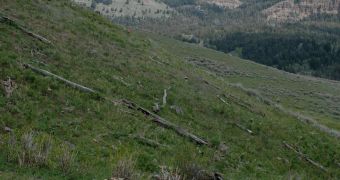 Partial elk carcass along the Northern Range in Yellowstone National Park