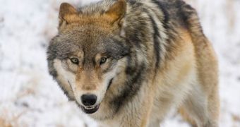 Yellowstone's favorite wolf was killed by hunters outside the Park's boundaries