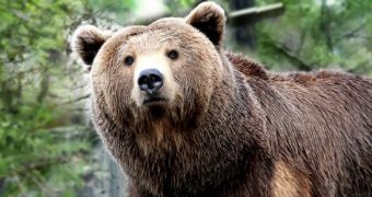 Grizzlies might be taken off the endangered species list