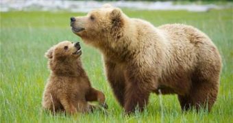 Conservationists fear grizzlies in Yellowstone could soon lose legal protection