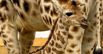 Baby giraffe born at zoo in the UK this past January 25