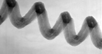 Transmission electron microscope micrograph of a singly wound, coiled carbon nanofiber synthesized through thermal chemical vapor deposition at high In concentration (In/Fe ratio > 3)