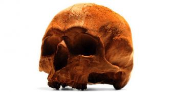 Company is selling chocolate skulls online, and they are awesome