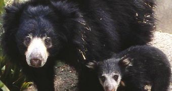 Sloth Bear (Melursus ursinus) with cub
