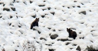 Young Cantabrian Bears and Their Moms Do Not Hibernate