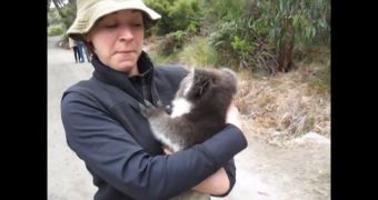 Baby koala climbs up woman's leg and nestles into her arms