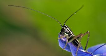Younger Crickets Seduce Females with Their Serenades