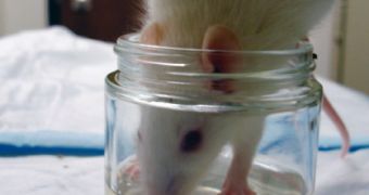 Rats who consume alcohol-spiked gelatin when young make riskier choices as adults