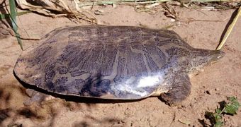 Rare turtle rescued by Delhi authorities