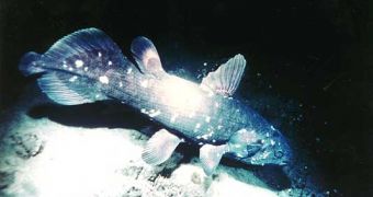 A living coelacanth in its environment
