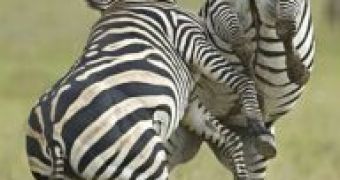 Chapman's zebra stallions fighting