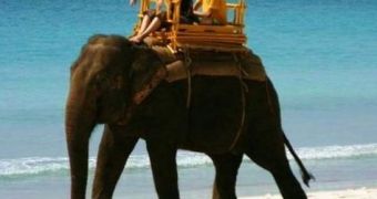 Elephants are used to entertain tourists at some beaches as at Havelock Island, India