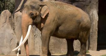 Zoo Elephants in the US Are Too Fat for Their Own Good