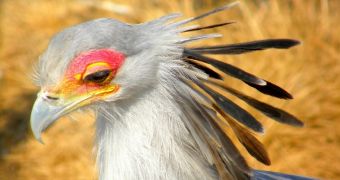 Zoo Hatches Endangered Secretary Bird Chicks