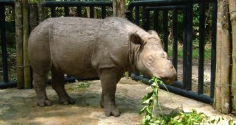 Brother and sister Sumatran rhinos are expected to mate with one another