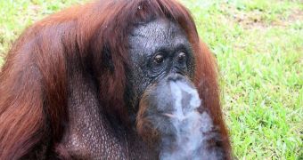 Zoo keepers help orangutan quit smoking