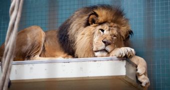 Lions at Berlin Zoo now thought to have been poisoned by visitors