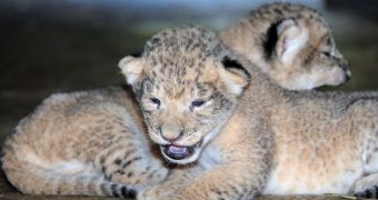 Zoo Miami welcomes three lion cubs