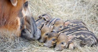 Baby African red river hogs born at Zoo Miami on February 28