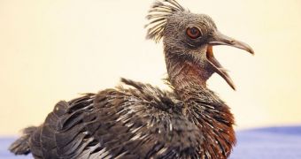 Victoria crowned pigeon hatched at Zoo Miami on November 30