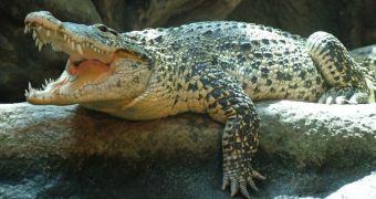 Cuban crocodile terribly confused after keepers keep changing its name