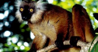 Zoo asks the public to name baby black lemur