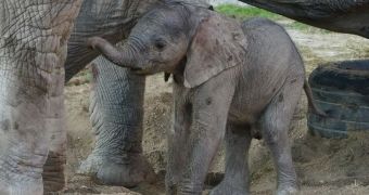 Zoo Vienna welcomes baby African elephant born through artificial insemination