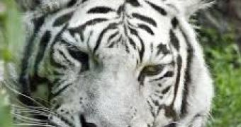 Man jumped into white Bengal tigers cage at a Chinese zoo