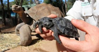 Baby tortoises born at Taronga Western Plains Zoo in Australia earlier this year