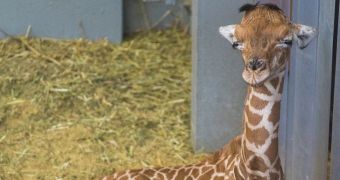 Baby giraffe born at zoo in Belgium on February 14