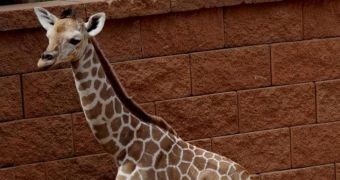 Baby giraffe is born at zoo in Colorado