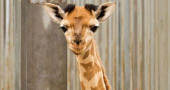 Adorable baby giraffe is born at zoo in Denmark