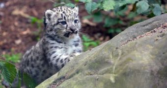 Snow leopard cub born at zoo in Germany is doing great, growing stronger every day