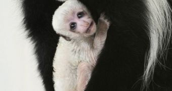 Baby black-and-white colobus monkey born at Fort Wayne Children's Zoo in Indiana, US earlier this year