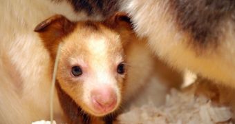 Young tree kangaroo born at Roger Williams Park Zoo in Rhode Island, US, in last year's October