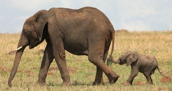 Vienna zoo succeeds in impregnating female elephant using frozen sperm