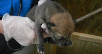 Red wolf pup born at zoo in Wisconsin on May 22 is cute as a button