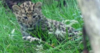 Zoo in the UK Announces the Birth of Two Adorable Amur Leopard Cubs