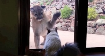 A New Kind of Home Invasion Thriller: Cat Stands Up to Mountain Lion - Video