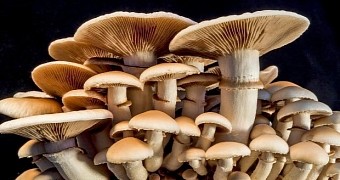 Mushrooms love damp environments