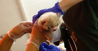 Adorable Red Panda Cubs Born at Lincoln Park Zoo in Chicago